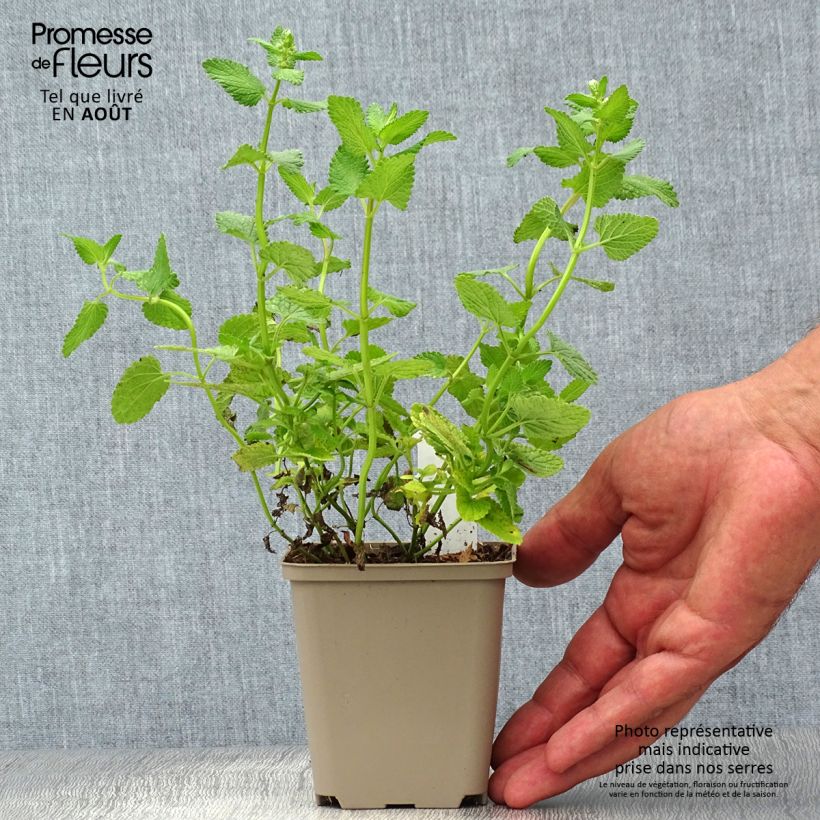 Exemplar von Großblütige Katzenminze Zinser's Giant - Nepeta grandiflora Kleine Töpfe von 8/9 cm wie im Sommer geliefert