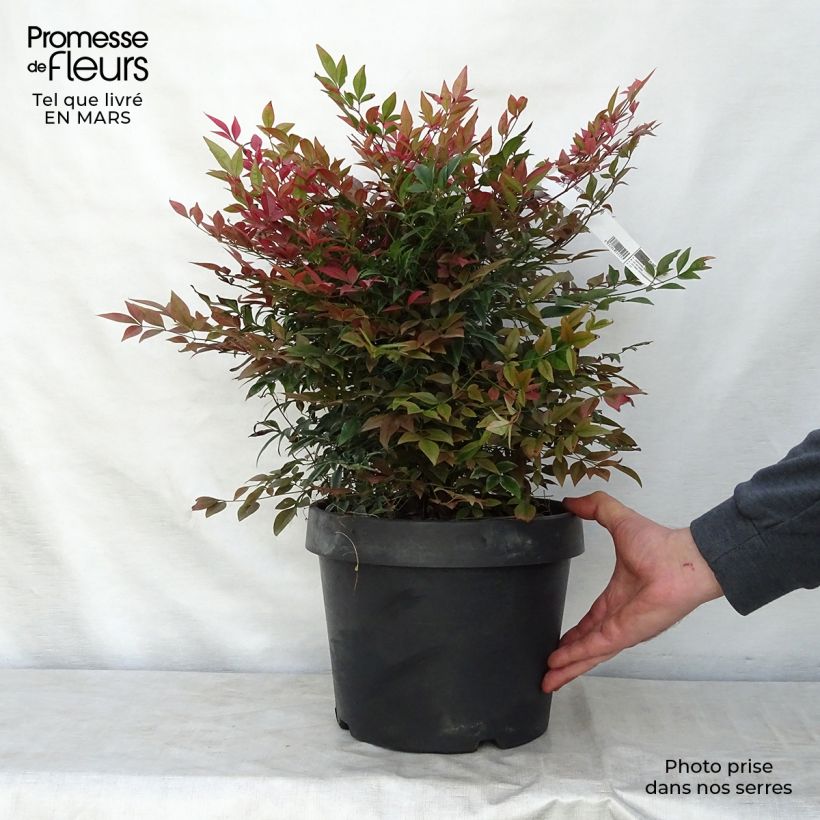 Example of Nandina domestica Obsessed Seika - Himmelsbambus Topf mit 7,5L/10L as you get in printemps