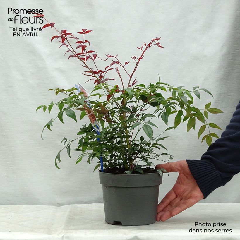 Example of Nandina domestica Obsessed Seika - Himmelsbambus Topf mit 2L/3L as you get in printemps
