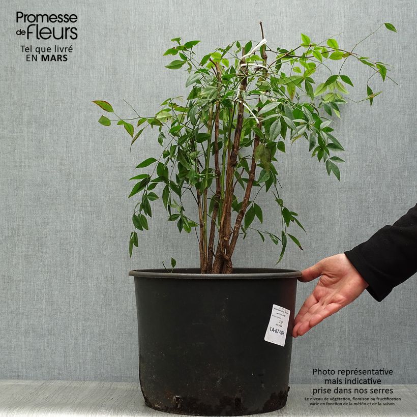 Example of Himmelsbambus - Nandina domestica Topf mit 18L/20L as you get in printemps