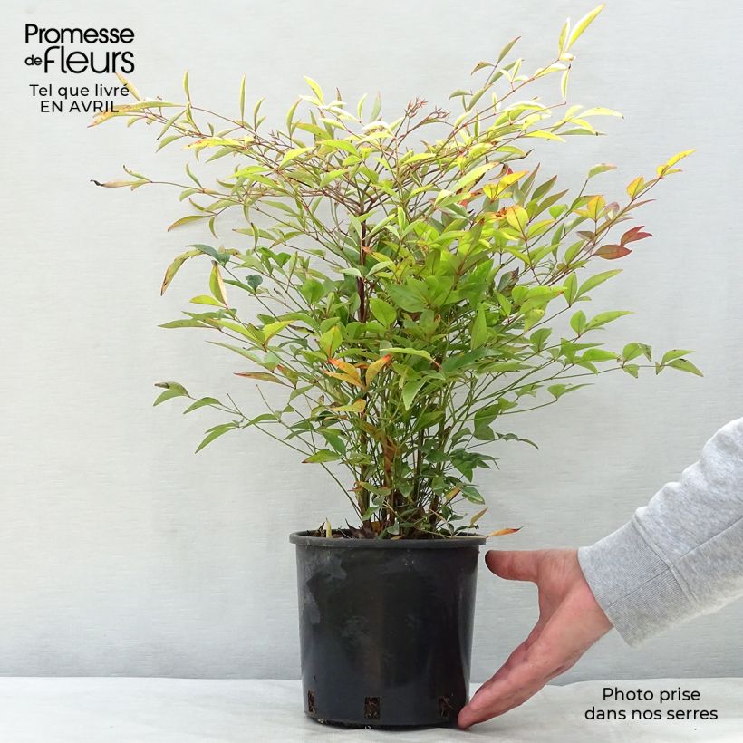 Example of Himmelsbambus - Nandina domestica Topf mit 2L/3L as you get in printemps