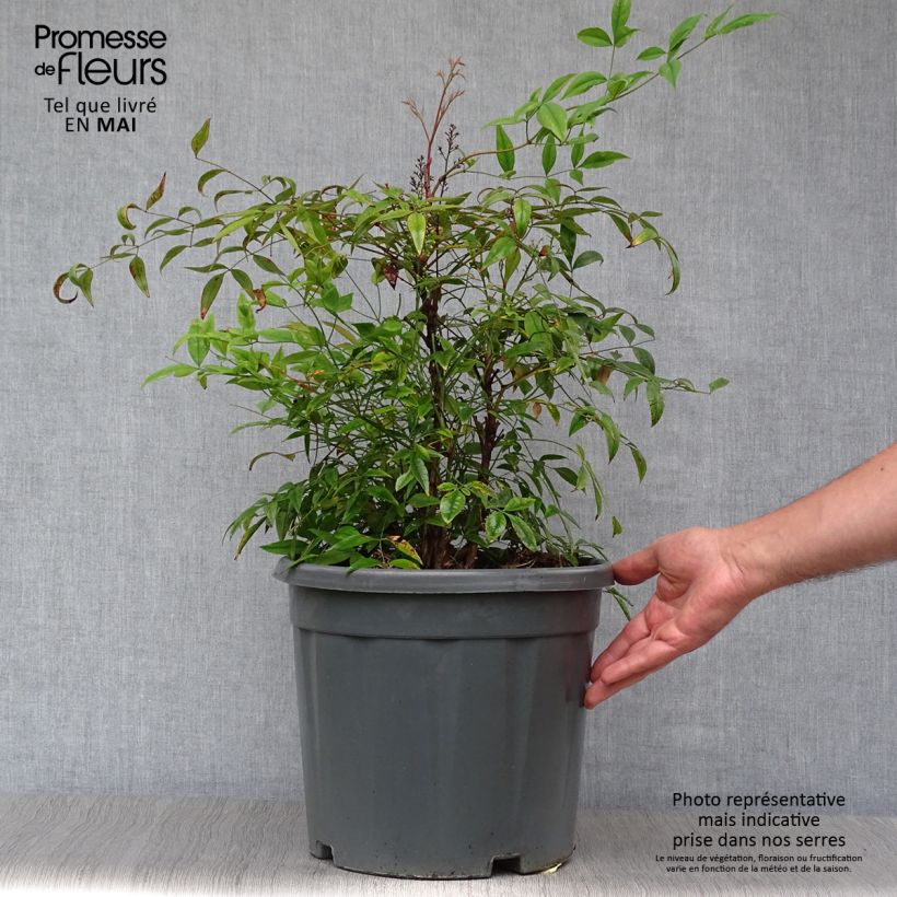 Example of Himmelsbambus - Nandina domestica Topf mit 7,5L/10L as you get in printemps
