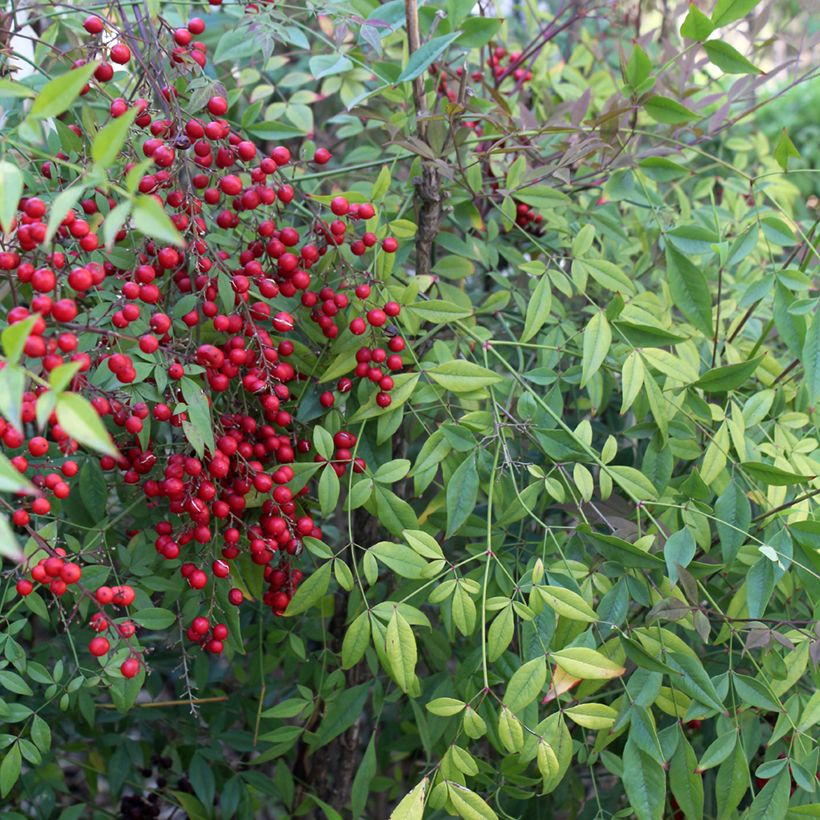 Himmelsbambus - Nandina domestica (Foliage)