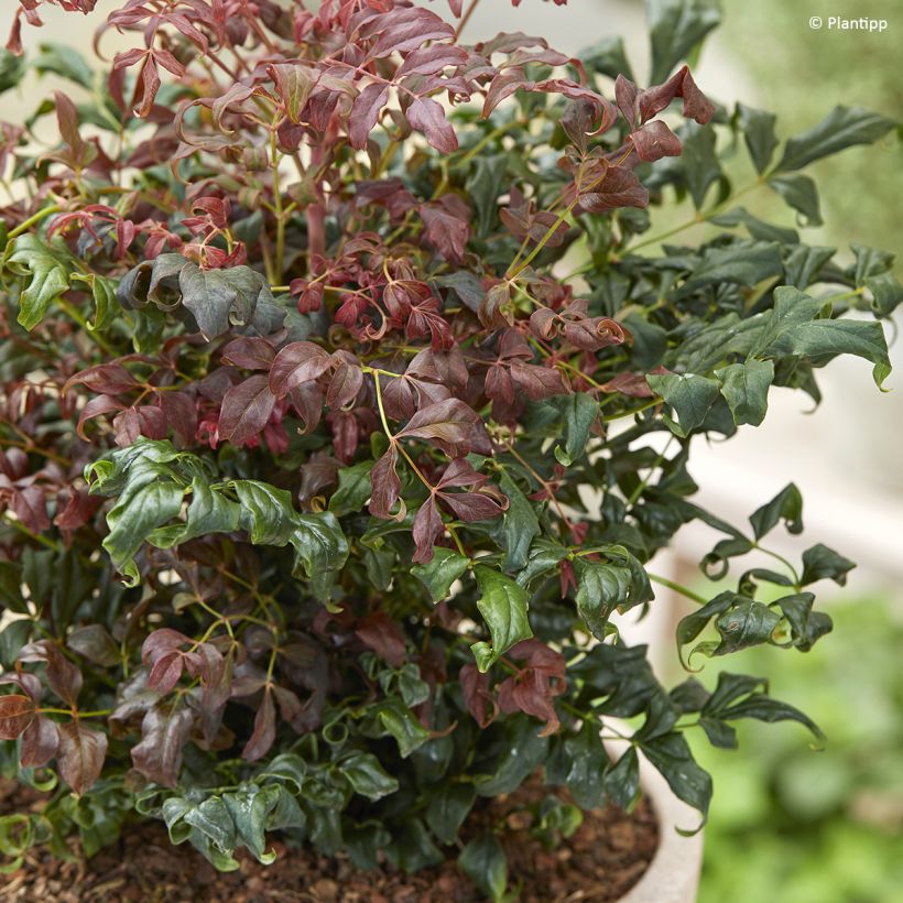 Nandina domestica Curly Obsessed - Himmelsbambus (Foliage)