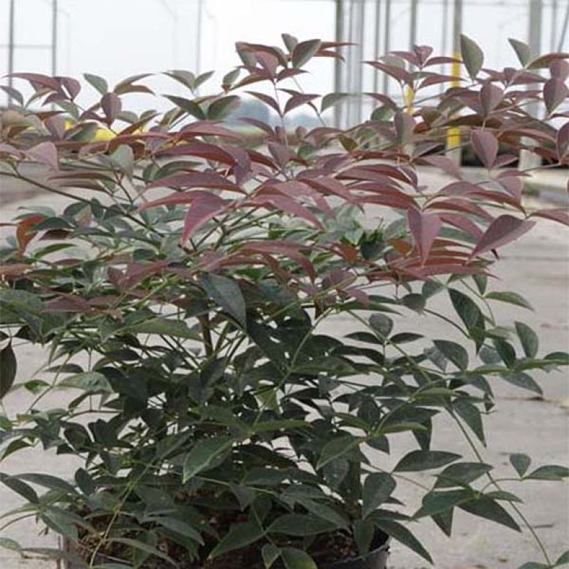 Nandina domestica FLIRT Murasaki - Himmelsbambus (Foliage)