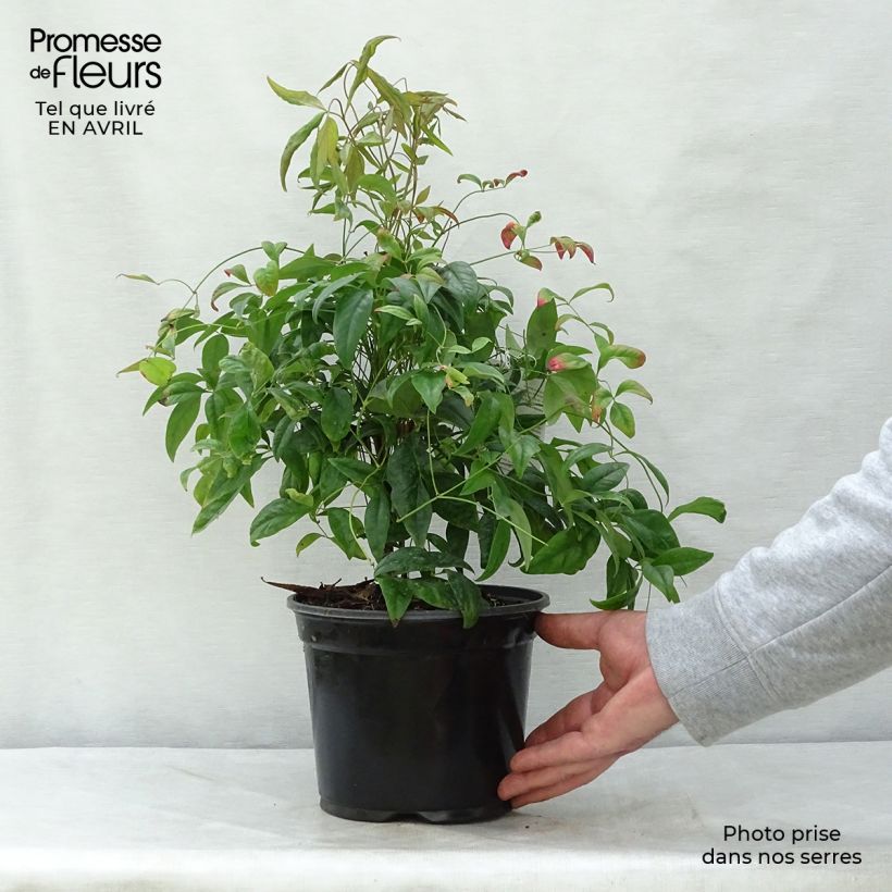Example of Nandina domestica Fire Power - Himmelsbambus Topf mit 2L/3L as you get in printemps