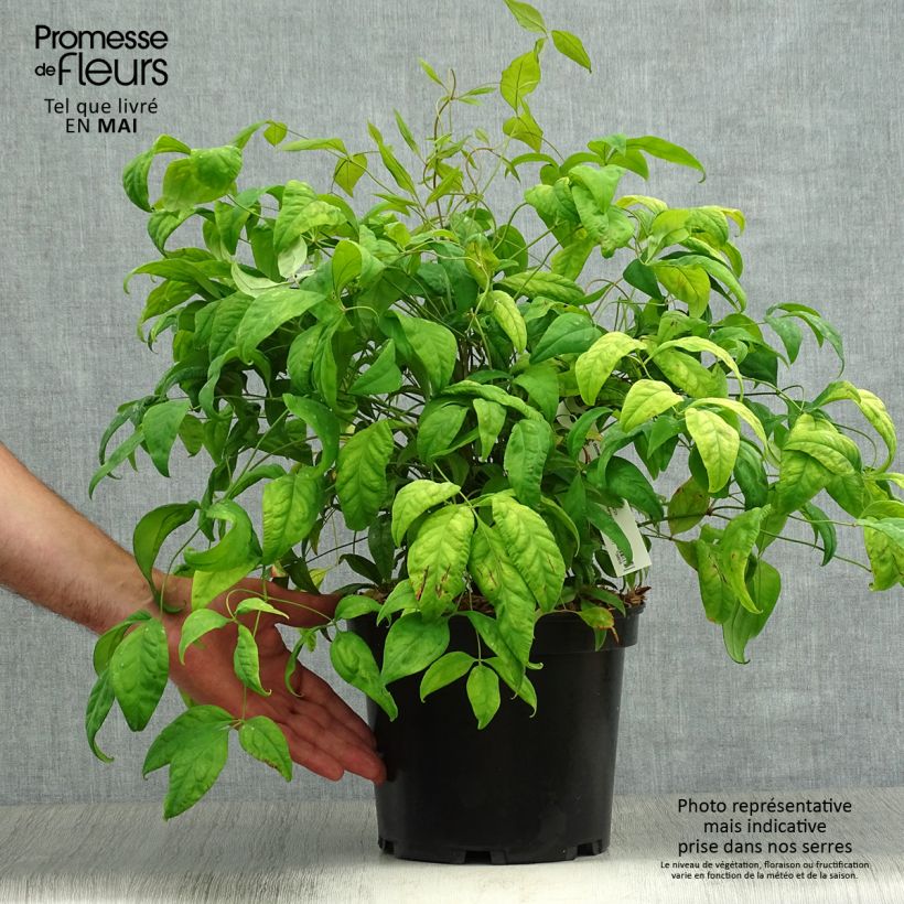 Example of Nandina domestica Fire Power - Himmelsbambus Topf mit 4L/5L as you get in printemps