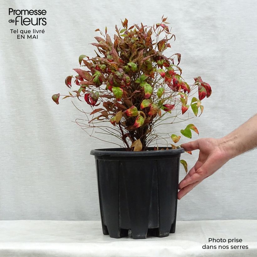 Example of Nandina domestica Fire Power - Himmelsbambus Topf mit 7,5L/10L as you get in printemps