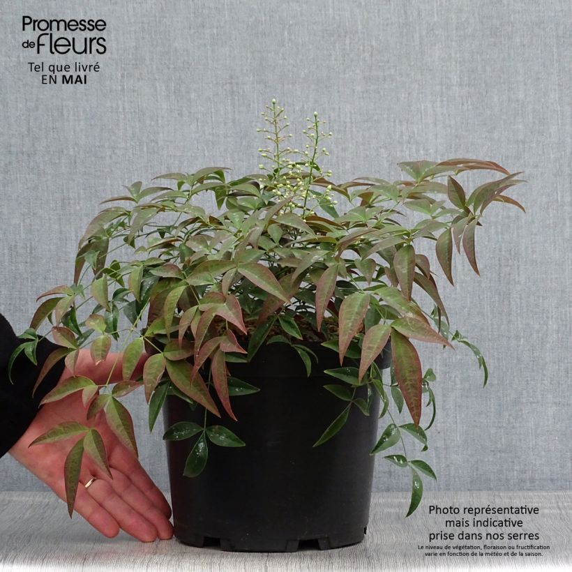 Example of Nandina domestica FLIRT Murasaki - Himmelsbambus Topf mit 3L/4L as you get in printemps