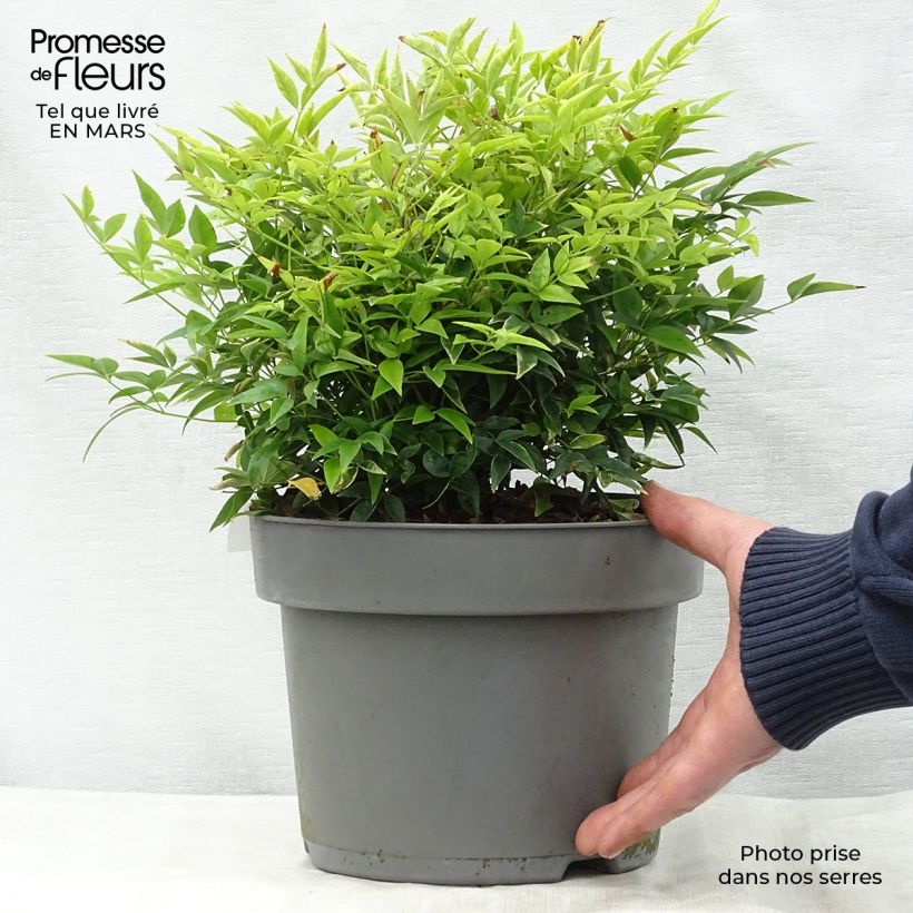 Exemplar von Nandina domestica Lemon and Lime - Himmelsbambus Topf mit 4L/5L wie im Frühjahr geliefert
