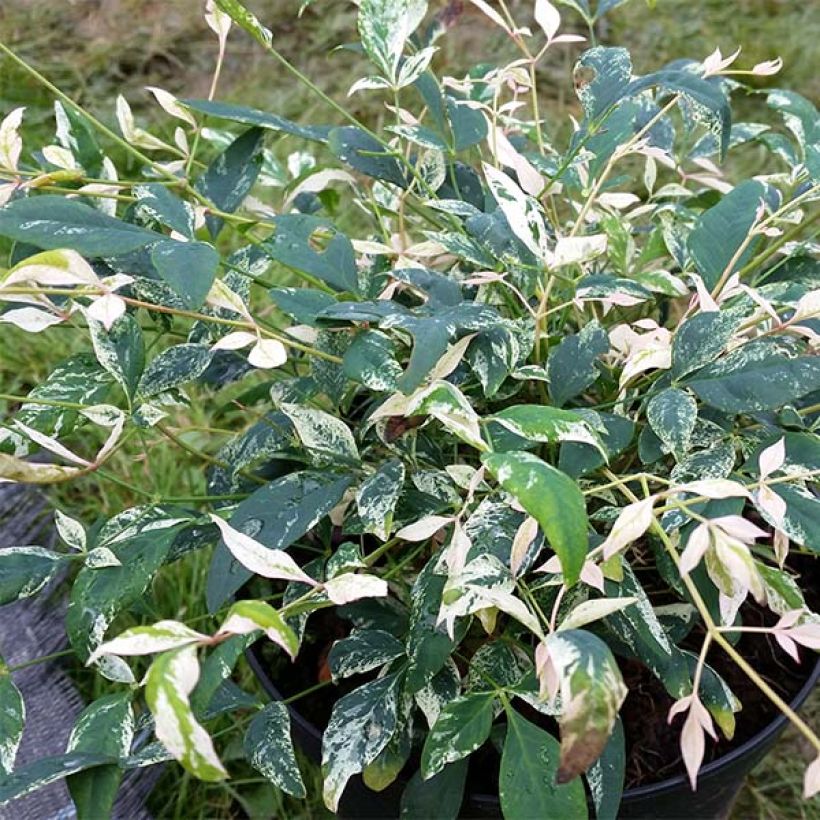 Nandina domestica Twilight - Himmelsbambus (Foliage)