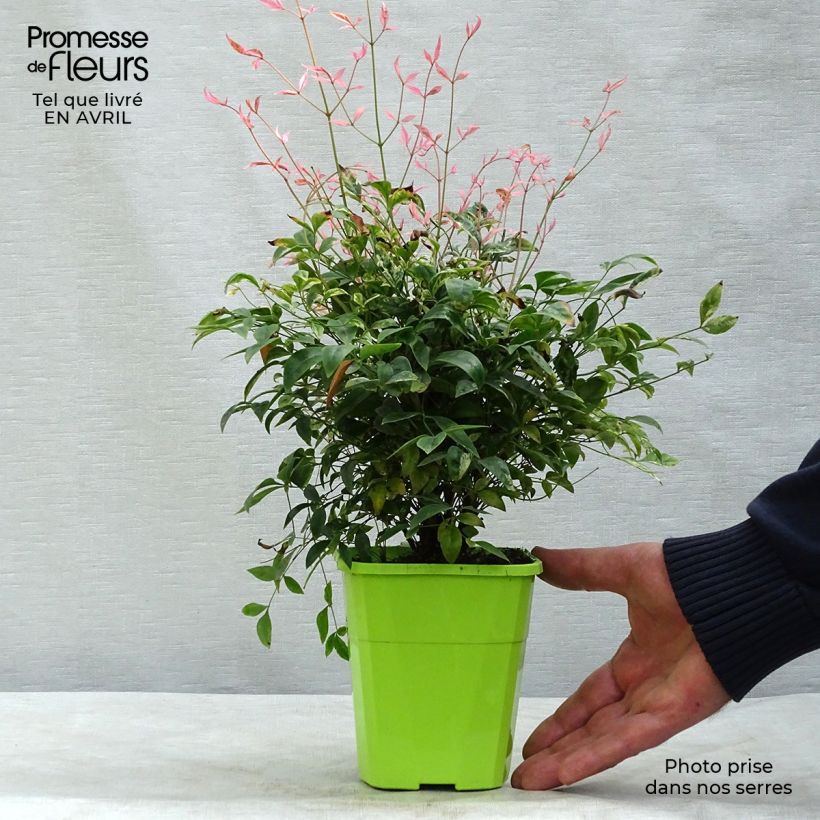 Example of Nandina domestica Twilight - Himmelsbambus Kleine Töpfe von 8/9 cm as you get in printemps