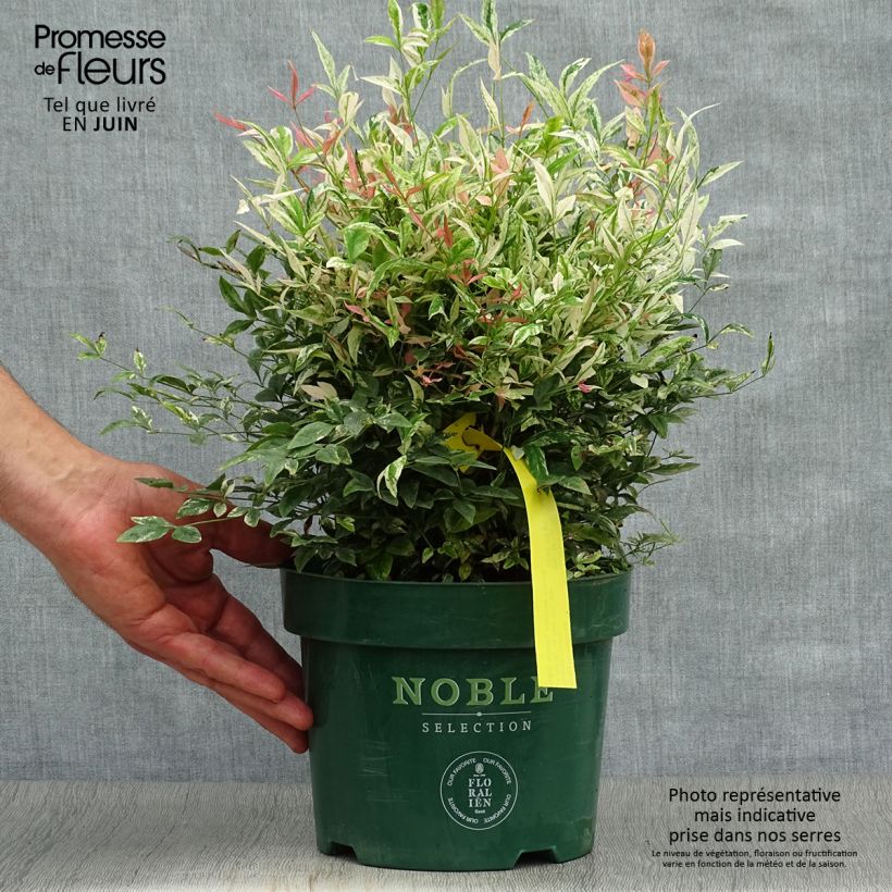 Exemplar von Nandina domestica Twilight - Himmelsbambus Topf mit 2L/3L wie im Sommer geliefert