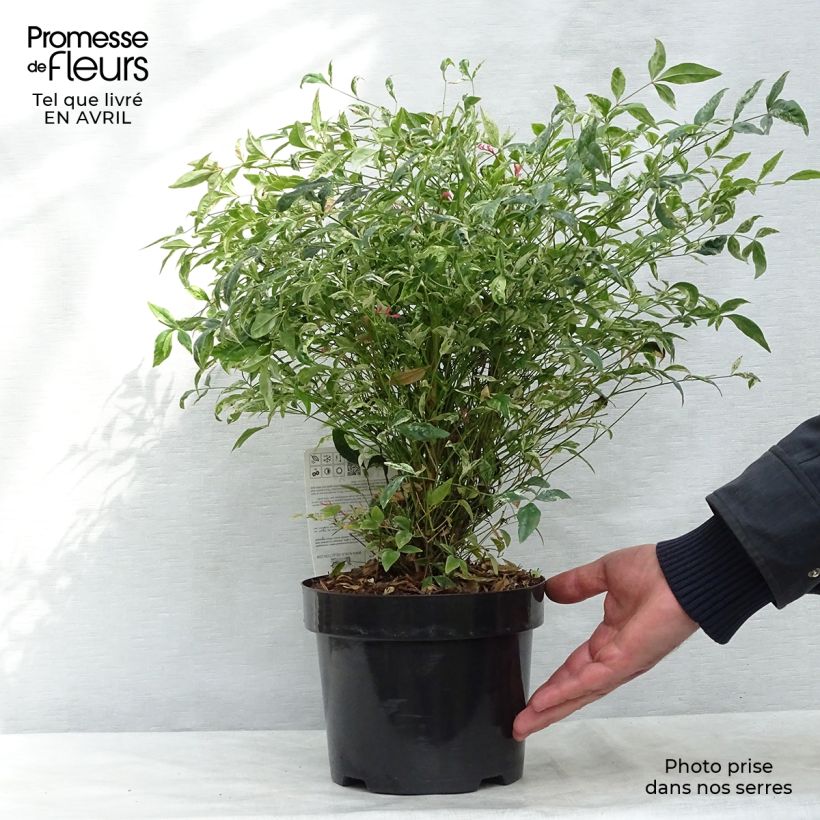 Example of Nandina domestica Twilight - Himmelsbambus Topf mit 2L/3L as you get in printemps