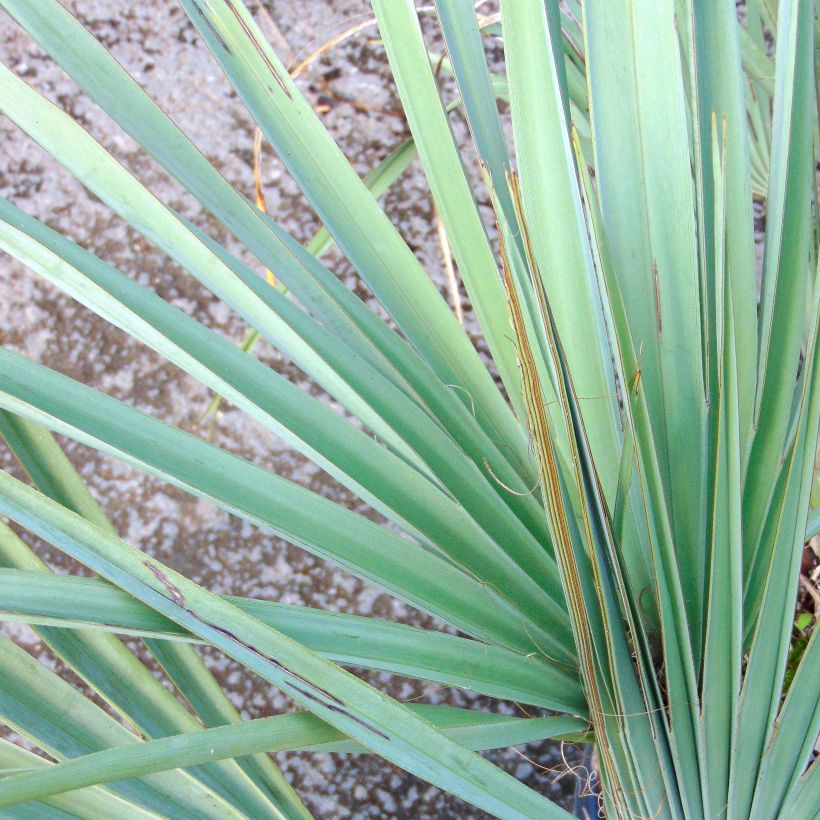 Nannorrhops ritchiana Silver - Mazari-Palme (Foliage)