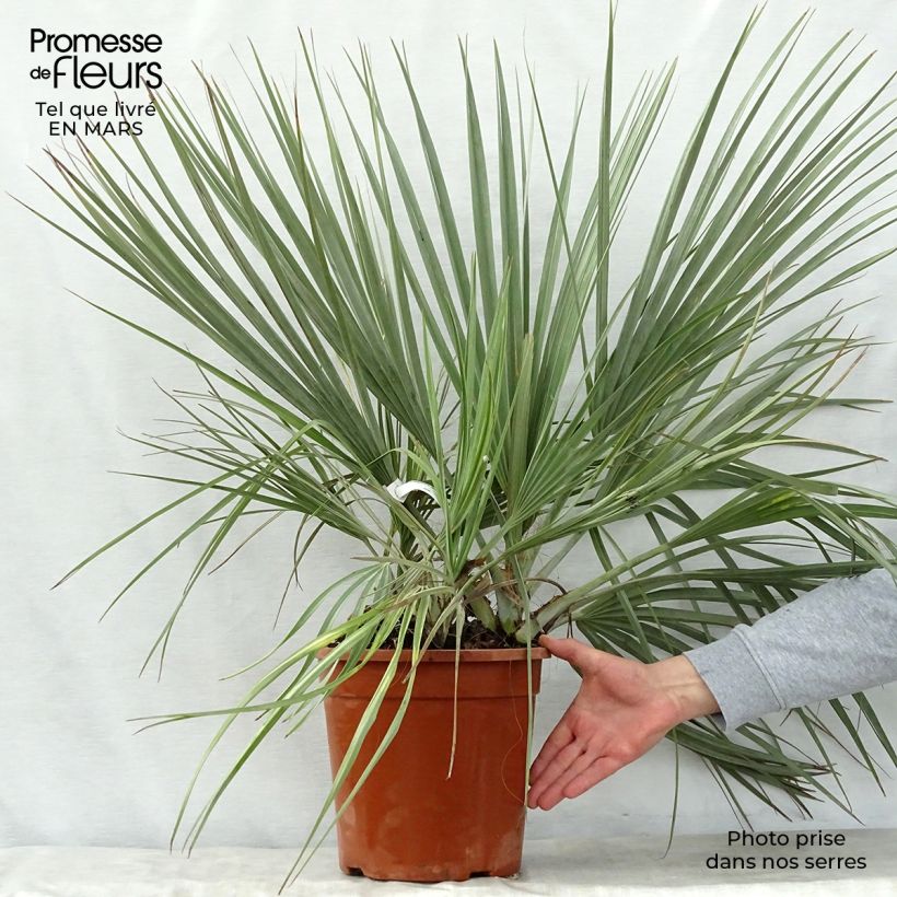 Example of Nannorrhops ritchiana Silver - Mazari-Palme Topf mit 7,5L/10L as you get in printemps