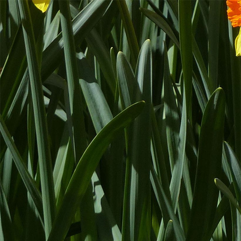 Narcissus Brackenhurst (Laub)