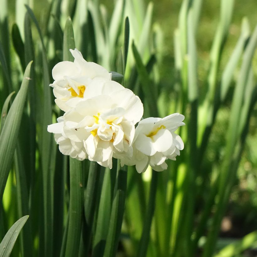 Narcissus tazetta Bridal Crown (Blüte)