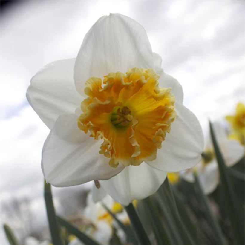 Narcissus Chantilly (Blüte)