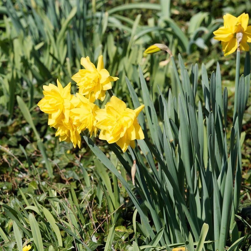 Narcissus Golden Ducat (Wuchs)