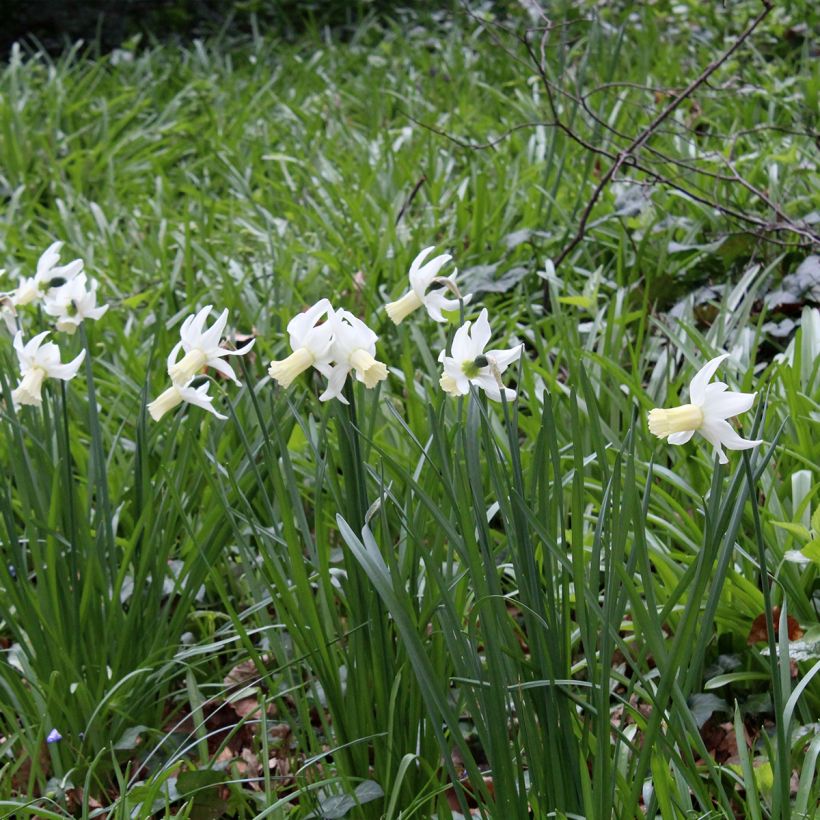 Narcissus Lemon Drops (Wuchs)