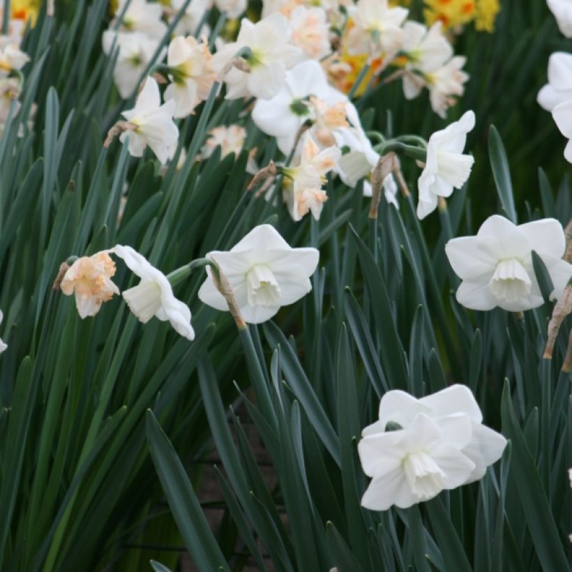 Narcissus Misty Glen (Wuchs)