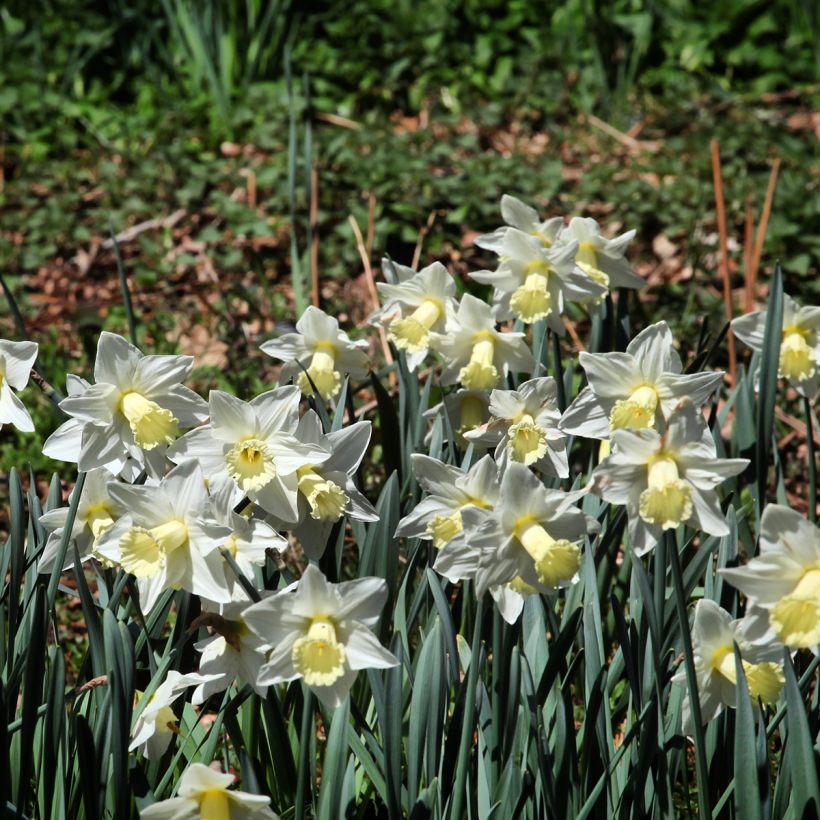 Narcissus Mount Hood (Wuchs)