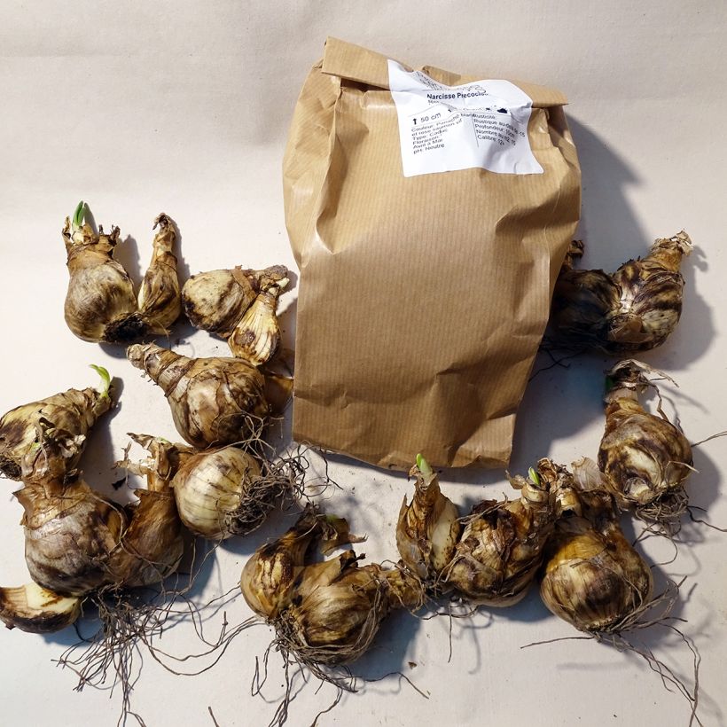 Beispiel eines Exemplars von Narcissus Precocious Box Kaliber/Größe 14/16 wie geliefert