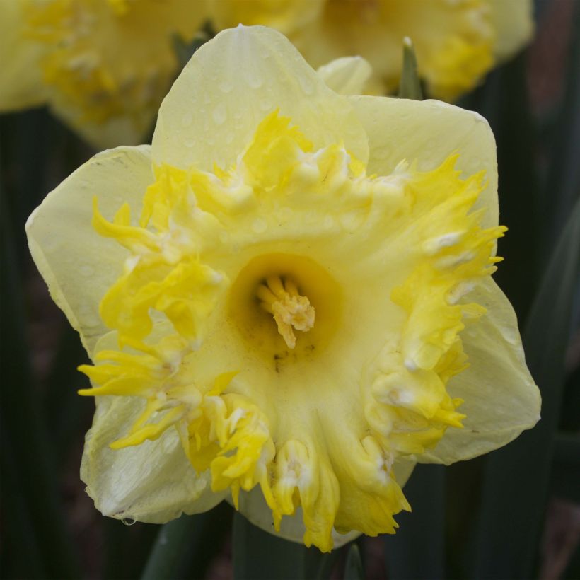 Narcissus Snowtip (Blüte)