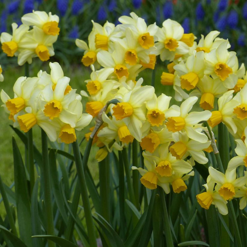 Narcissus Spring Sunshine (Wuchs)
