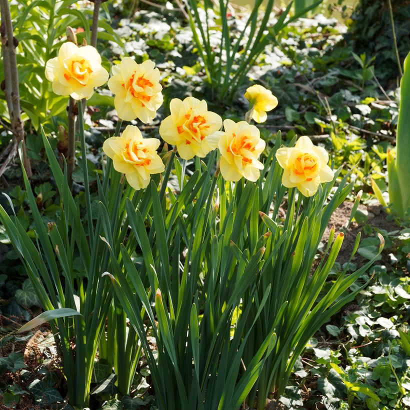Narcissus Tahiti (Wuchs)
