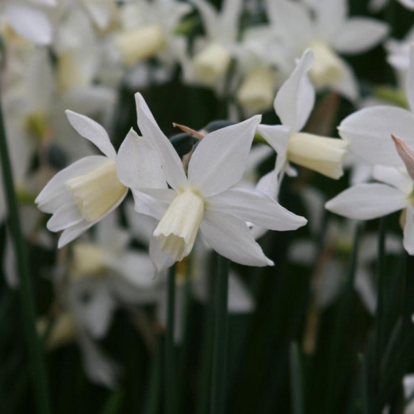 Narcissus cyclamineus Toto (Blüte)