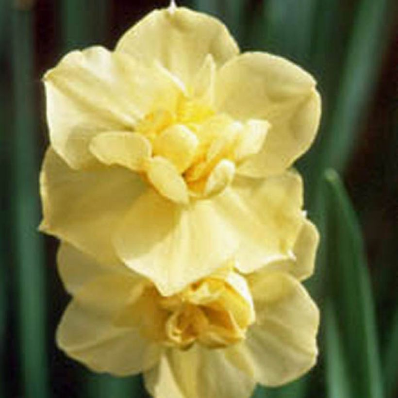 Narcissus Yellow Cheerfulness (Flowering)