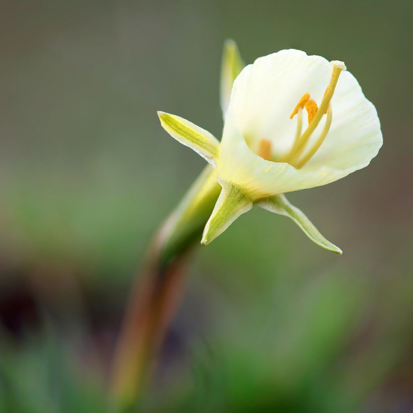 Narcissus bulbocodium White Petticoat (Blüte)