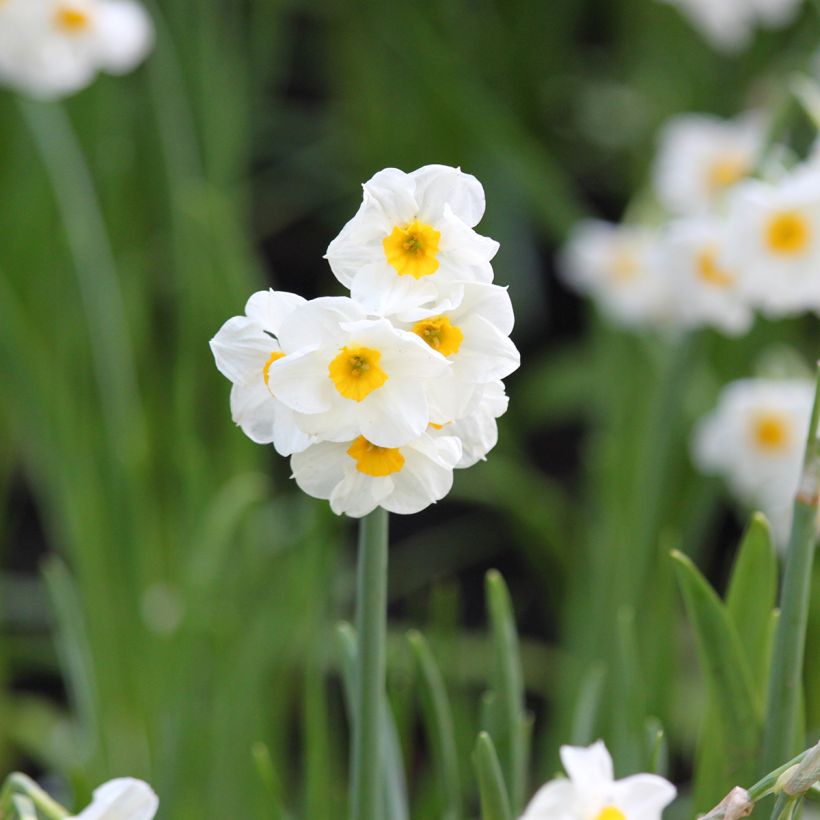 Narcissus tazetta Laurens Koster (Flowering)