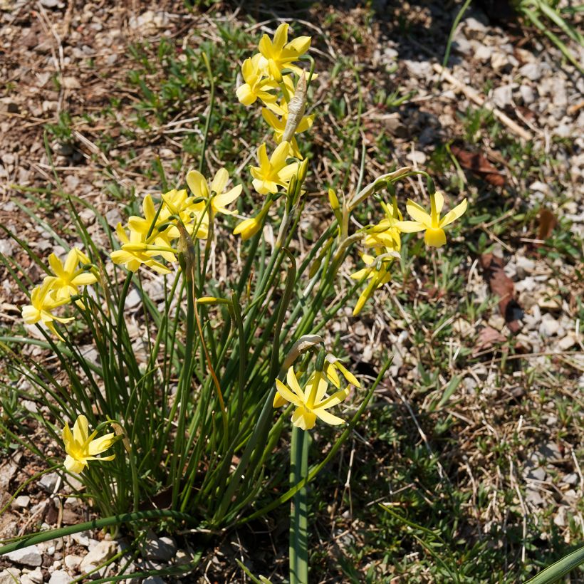 Narcissus Hawera (Wuchs)