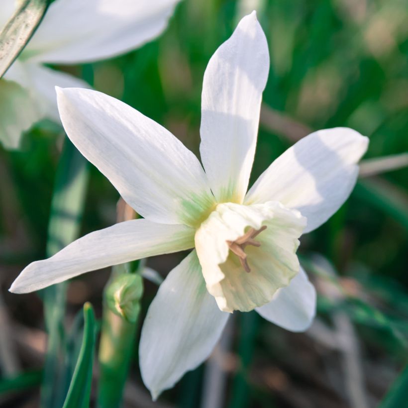 Narcissus Thalia (Flowering)