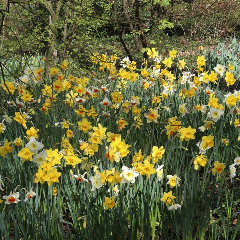 Narcissus Sélection Schryve (Wuchs)