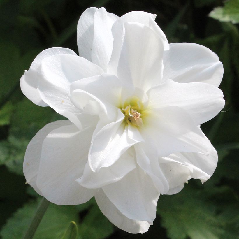 Narcissus poeticus Albus Plenus Odoratus (Blüte)