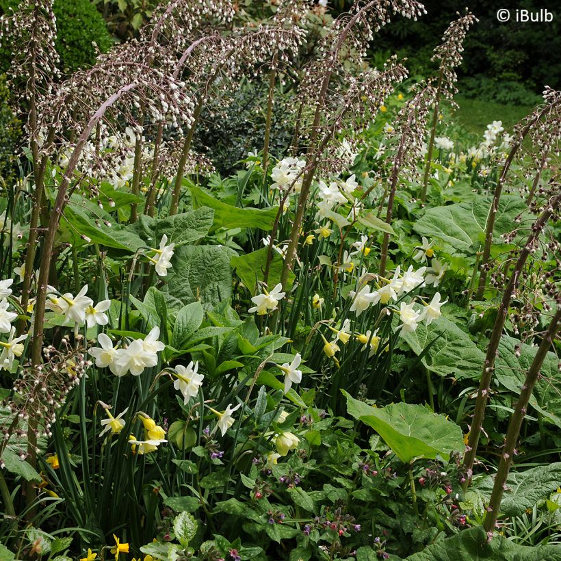 Narcissus Pueblo (Wuchs)