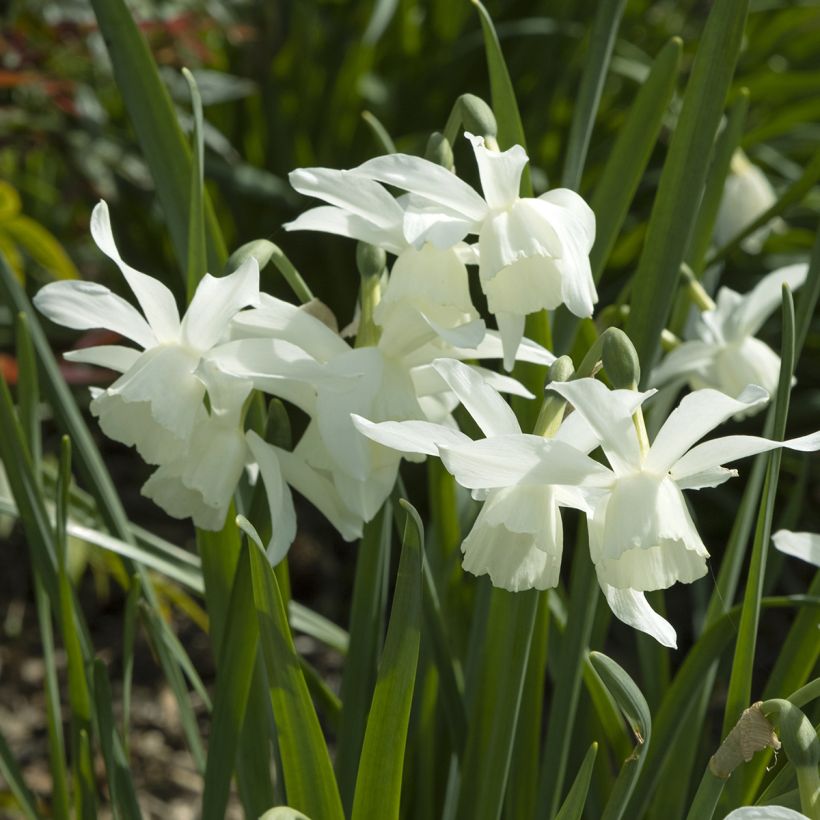 Narcissus Pueblo (Blüte)