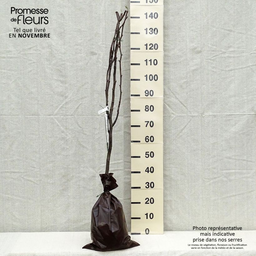 Exemplar von Nashi-Birne Hosui - Pyrus pyrifolia Ballenware "Fertig-zum-Pflanzen", Gobelet-Form wie im Herbst geliefert
