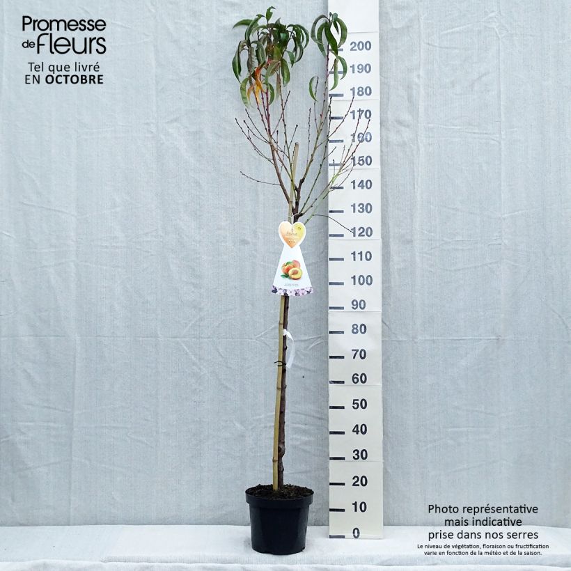Exemplar von Nectarinier Flavor Top - Prunus persica nucipersica  Pot de 7,5L/10L, Demi-Tige wie im Herbst geliefert