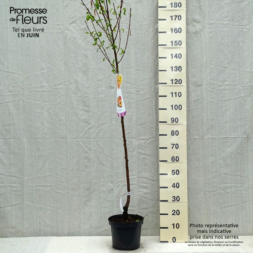 Example of Nektarine Flavor Top - Prunus persica-nucipersica Topf mit 7,5L/10L, Halbstamm as you get in printemps