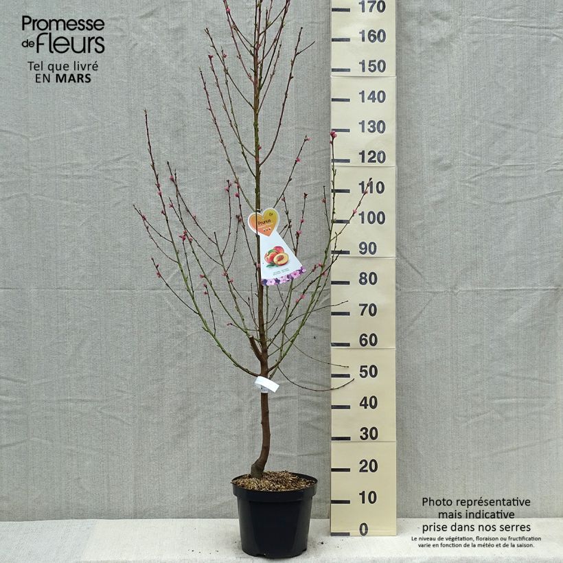 Example of Nektarine Flavor Top - Prunus persica-nucipersica Topf mit 7,5L/10L, Gobelet-Form as you get in printemps