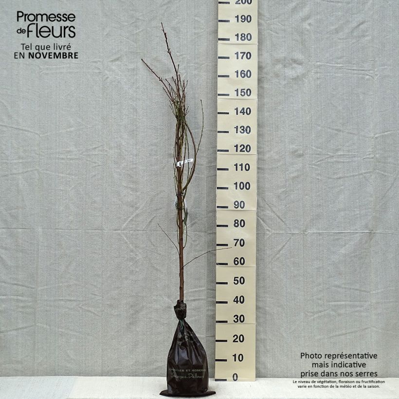 Exemplar von Nectarinier Nectared - Prunus persica nucipersica Motte "Prêt-à-planter", Scion wie im Herbst geliefert