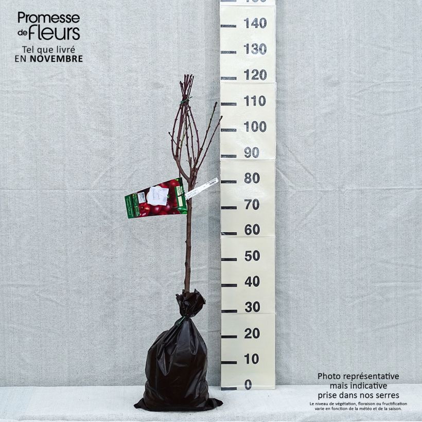 Exemplar von Nektarine Olympio Ferbijon - Prunus persica Plug "Fertig-zum-Pflanzen", Gobelet-Form wie im Herbst geliefert