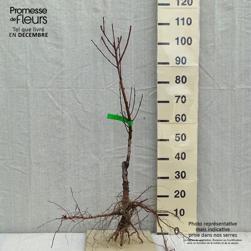 Exemplar von Nektarine Nectarose - Prunus persica nucipersica Wurzelnackt, Heister wie im Winter geliefert