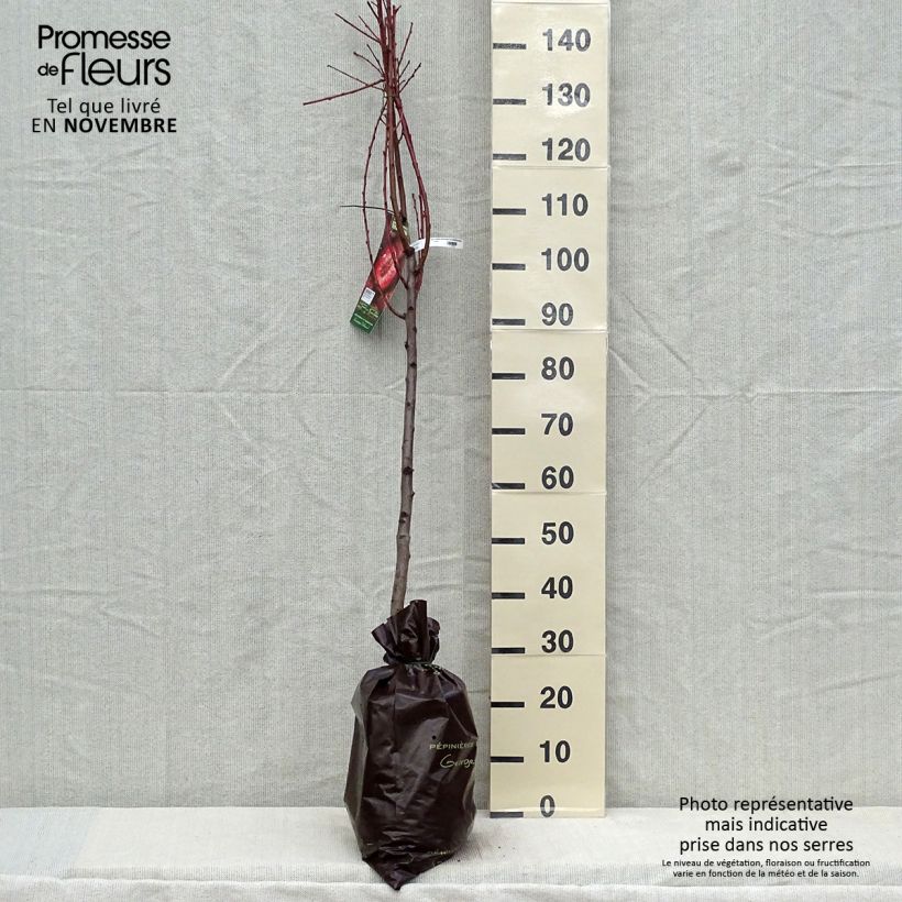 Exemplar von Pfirsich Sanguine d'Auvergne 'Pilsang' - Prunus persica Plug "Fertig-zum-Pflanzen", Gobelet-Form wie im Herbst geliefert