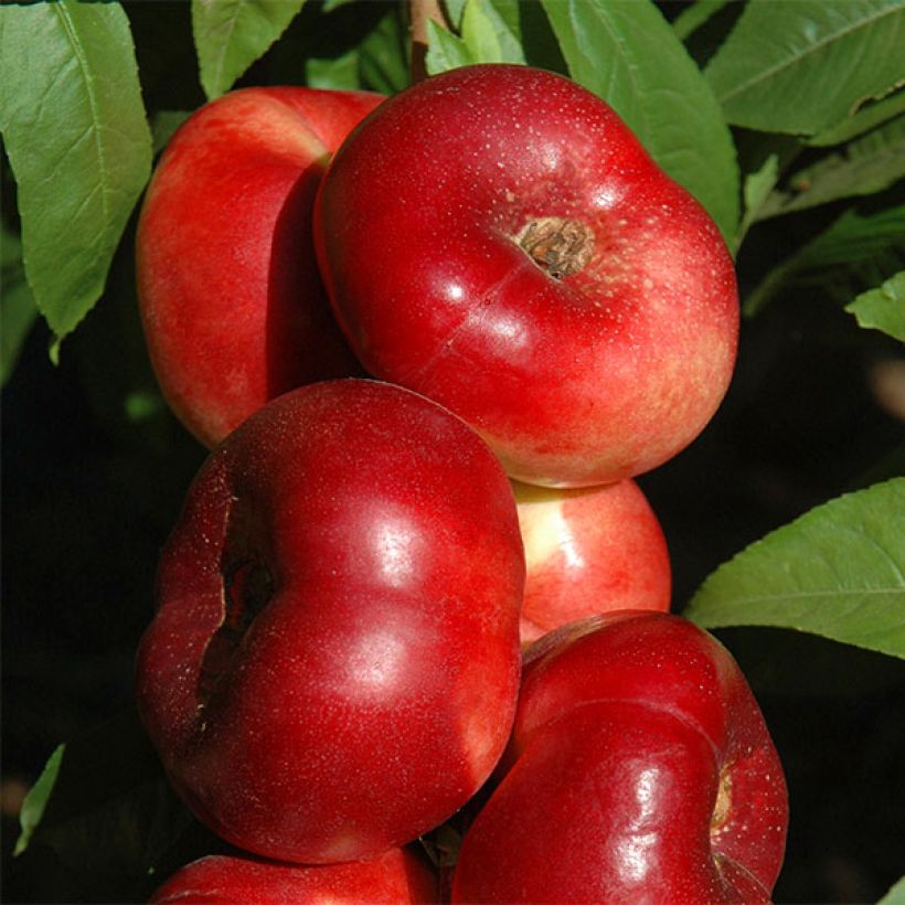 Nektarine Sauzee King - Prunus persica (Harvest)